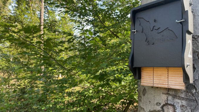 Abendliche Fledermausführung im Licht und Luftbad Hanau mit Ultraschalldetektor Abendliche Fledermausführung im Licht und Luftbad Hanau mit Ultraschalldetektor