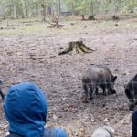 Ferienwoche im Wildpark: Naturprogramm für Acht- bis Zehnjährige in Hanau