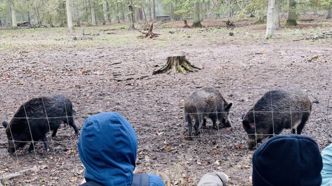 Ferienwoche im Wildpark: Naturprogramm für Acht- bis Zehnjährige in Hanau Ferienwoche im Wildpark: Naturprogramm für Acht- bis Zehnjährige in Hanau