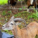 Hanau bietet Aktionswoche im Wildpark für Kinder von acht bis zehn Jahren