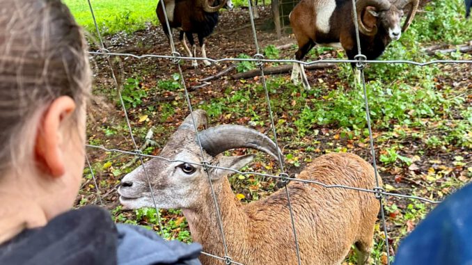 Hanau bietet Aktionswoche im Wildpark für Kinder von acht bis zehn Jahren
