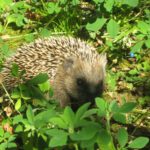 Hanau untersagt nächtlichen Betrieb von Mährobotern zum Schutz wildlebender Tiere