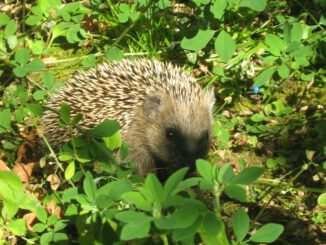 Hanau untersagt nächtlichen Betrieb von Mährobotern zum Schutz wildlebender Tiere