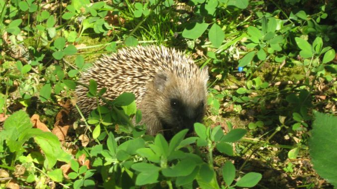 Hanau untersagt nächtlichen Betrieb von Mährobotern zum Schutz wildlebender Tiere Hanau untersagt nächtlichen Betrieb von Mährobotern zum Schutz wildlebender Tiere
