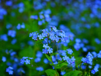 Mehr als 1.150 Vergissmeinnicht sollen im Kreis Offenbach an Menschen mit Demenz erinnern