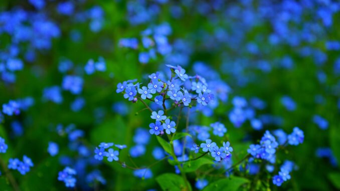 Mehr als 1.150 Vergissmeinnicht sollen im Kreis Offenbach an Menschen mit Demenz erinnern