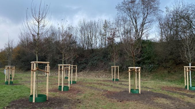 Neues Bürgerwäldchen in Großauheim soll Klima und Erinnerung stärken Neues Bürgerwäldchen in Großauheim soll Klima und Erinnerung stärken