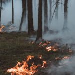 Waldbrandgefahr steigt: Stadt verbietet offenes Feuer und ruft zu erhöhter Vorsicht auf