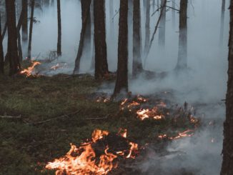 Waldbrandgefahr steigt: Stadt verbietet offenes Feuer und ruft zu erhöhter Vorsicht auf