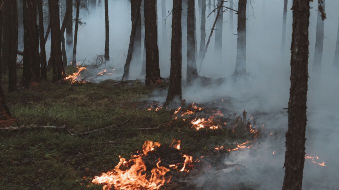 Waldbrandgefahr steigt: Stadt verbietet offenes Feuer und ruft zu erhöhter Vorsicht auf