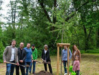 Zitterpappel am Kinzigufer: Hanau pflanzt Baum des Jahres 2026 in die Innenstadt