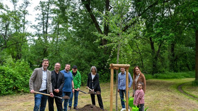 Zitterpappel am Kinzigufer: Hanau pflanzt Baum des Jahres 2026 in die Innenstadt